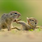 Kinderstube der Ziesel