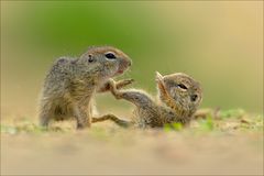 Kinderstube der Ziesel