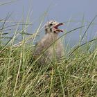 Kinderstube Helgoland :)