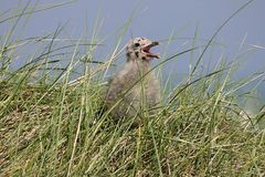 Kinderstube Helgoland :)