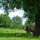 Kinderstube im Schatten