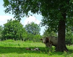 Kinderstube im Schatten