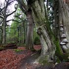 Kinderstube in alten Eichen