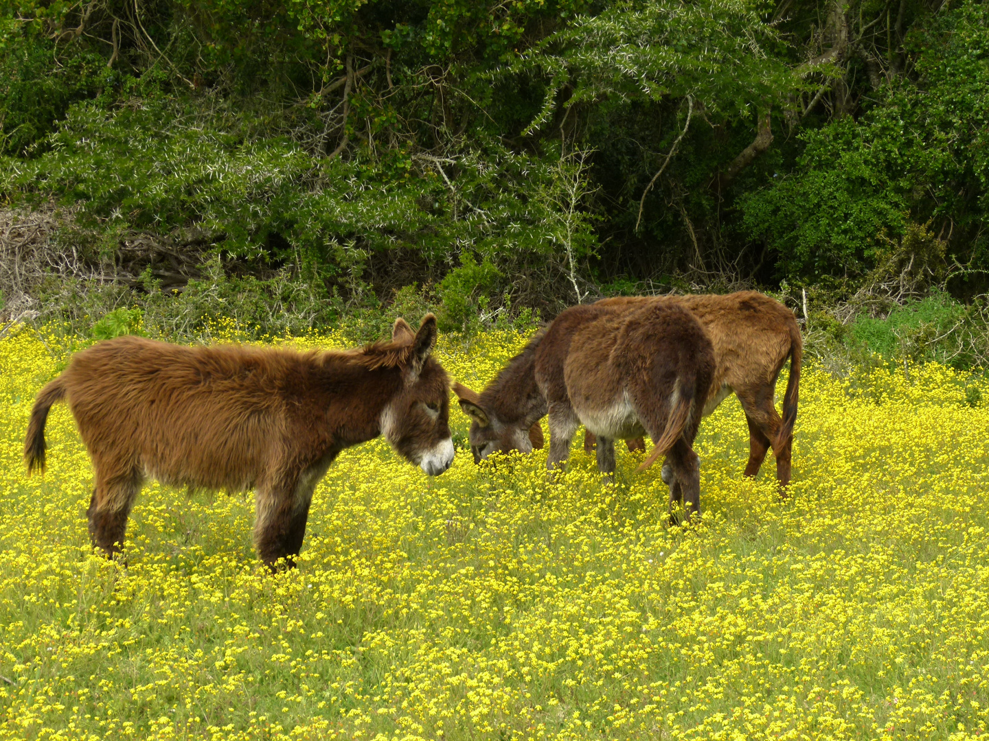 KInderstube inmitten der Blumen