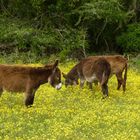 KInderstube inmitten der Blumen