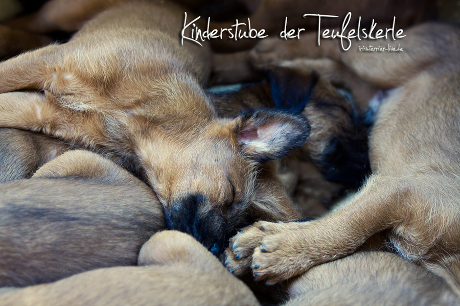 Kinderstube Irish Terrier