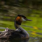 Kinderstube mit Wassertaxi