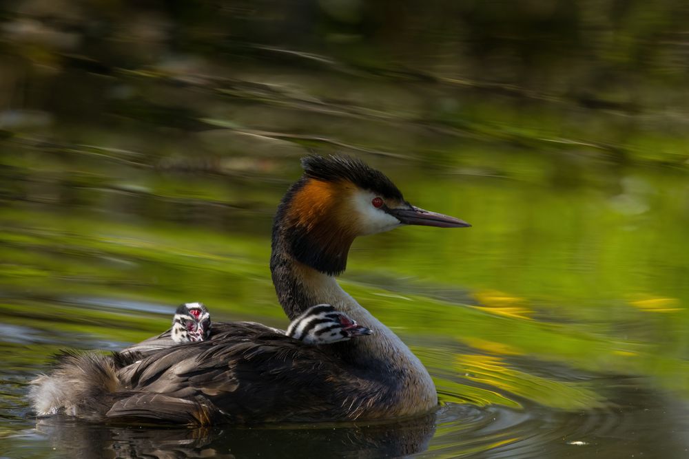 Kinderstube mit Wassertaxi