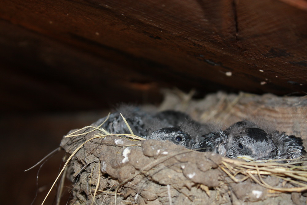 Kinderstube unter dem Dach