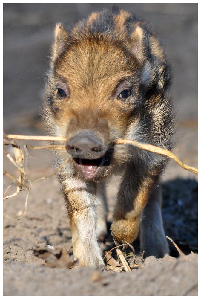 Kinderstube Wildpark