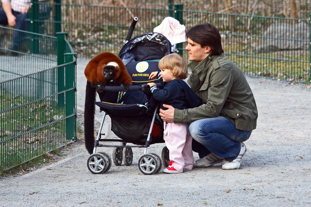 Kinderwagen und Affe