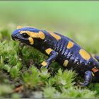 Kindheitserinnerungen... Feuersalamander *Salamandra salamandra*