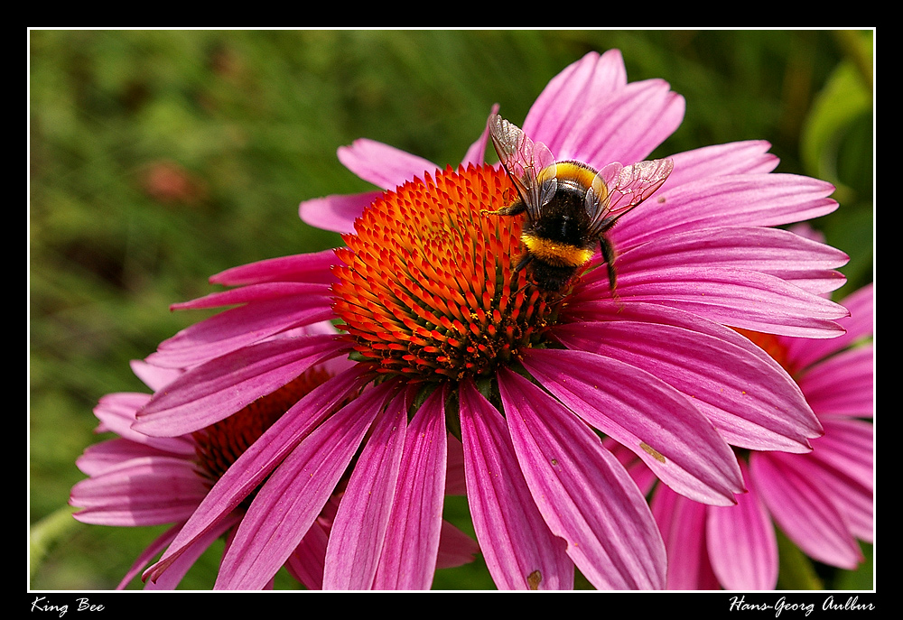 KING BEE Foto & Bild tiere, wildlife, insekten Bilder auf