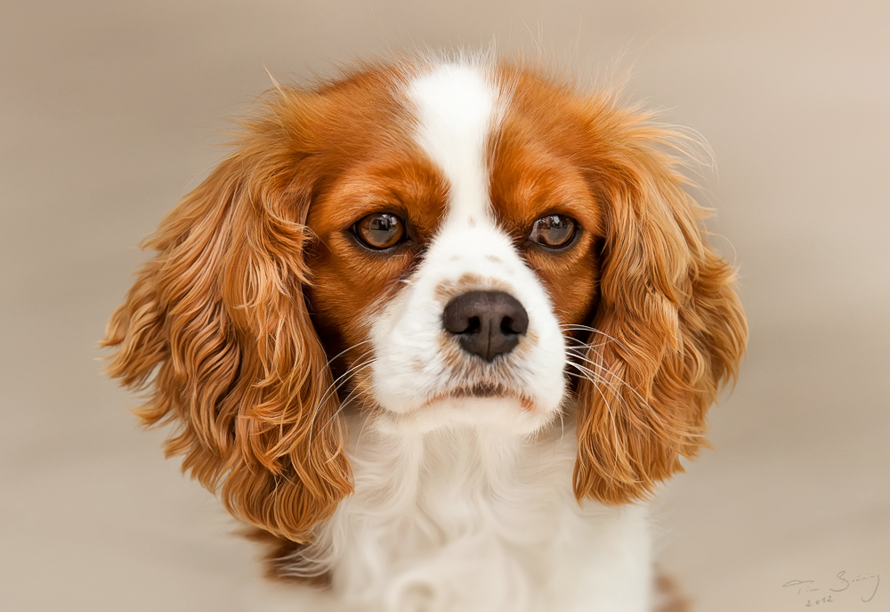 King Charles Spaniel