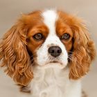 King Charles Spaniel