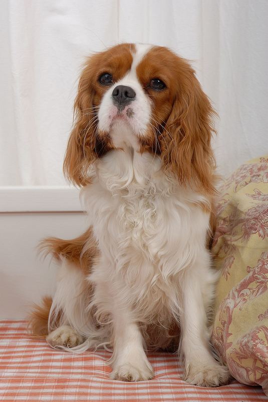 King Charles Spaniel