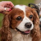 King charles spaniel mit leuchtenden Augen