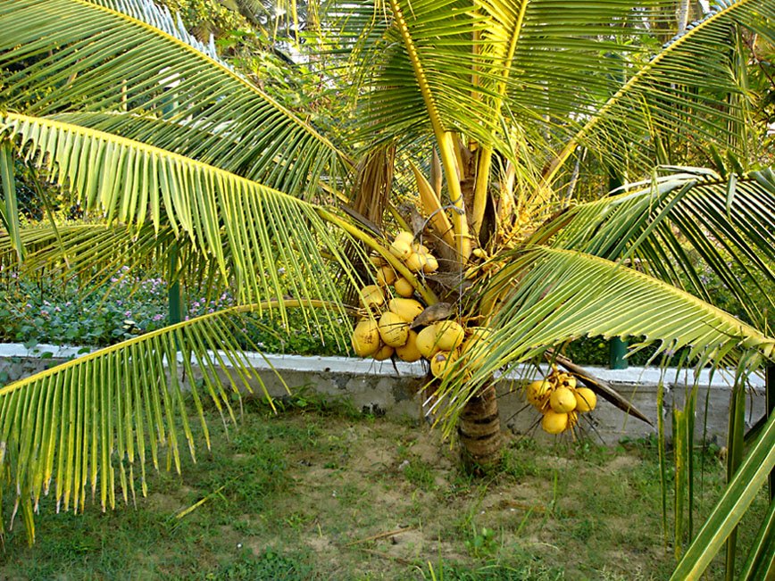 King Coconut