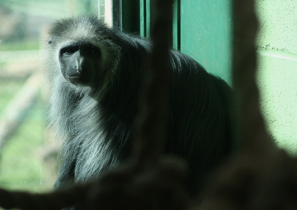 King Colobus Monkey - Paignton Zoo