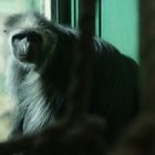 King Colobus Monkey - Paignton Zoo
