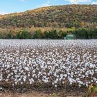 King Cotton