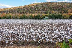 King Cotton