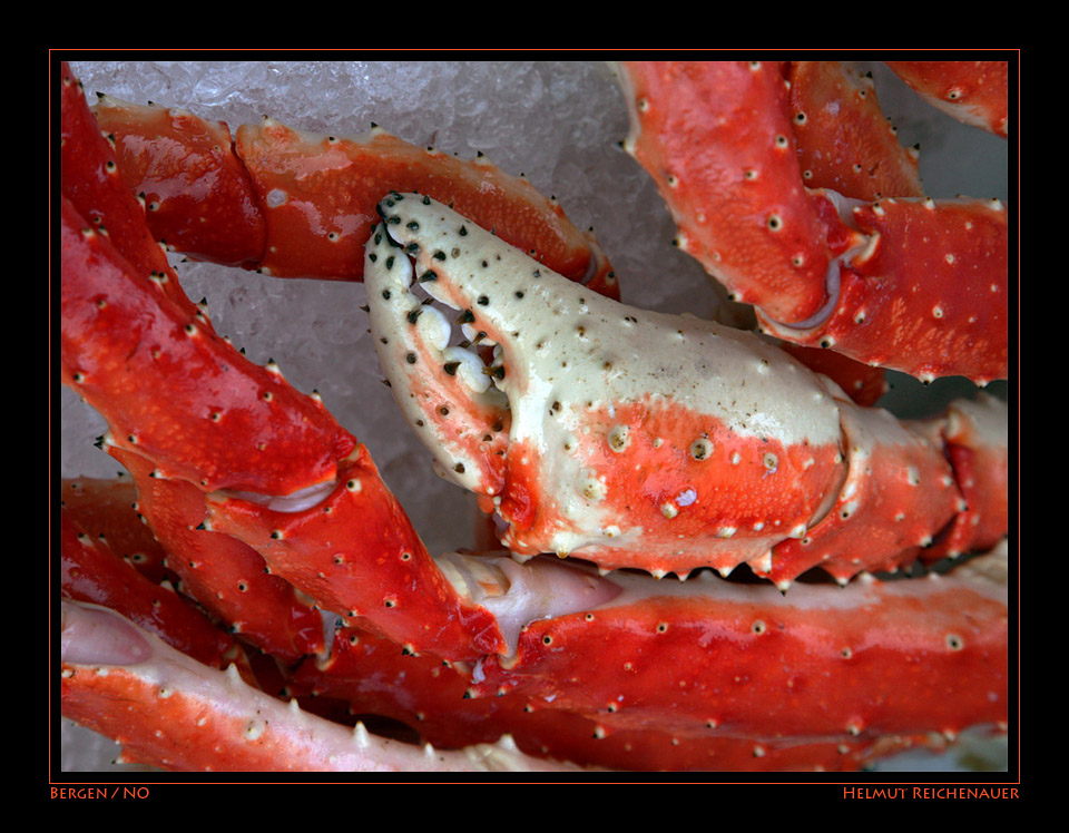 King Crab, Bergen Fish Market IV, Bergen / NO