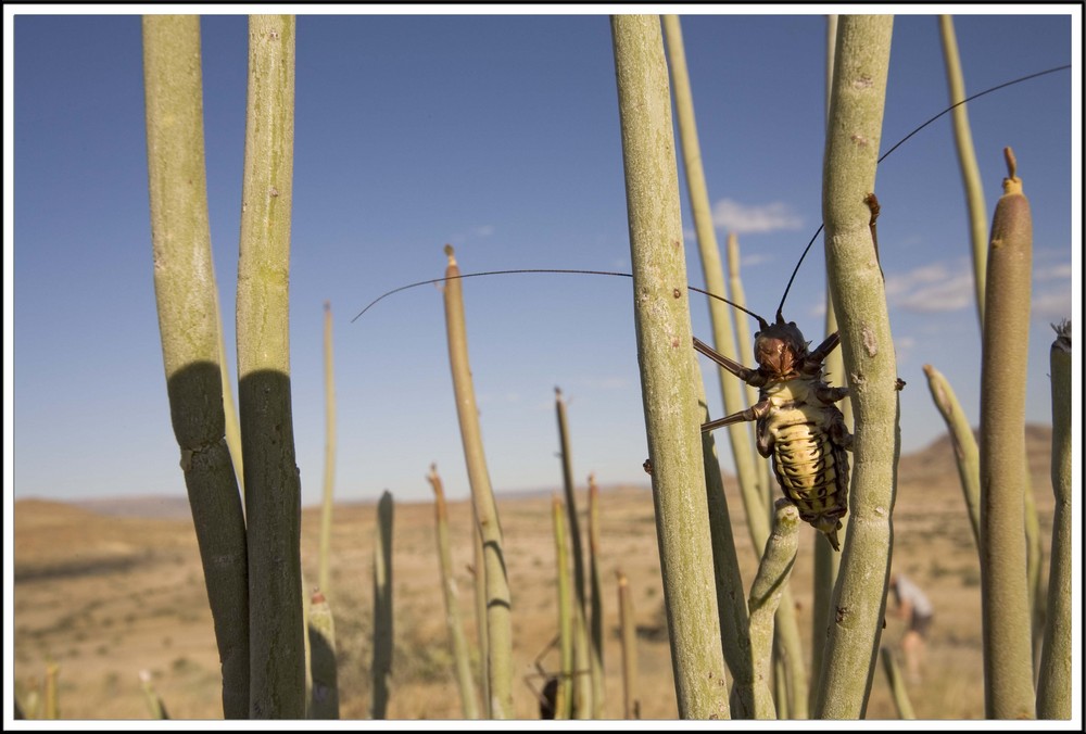 King Cricket