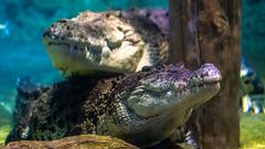 King Croc & Queen Croc