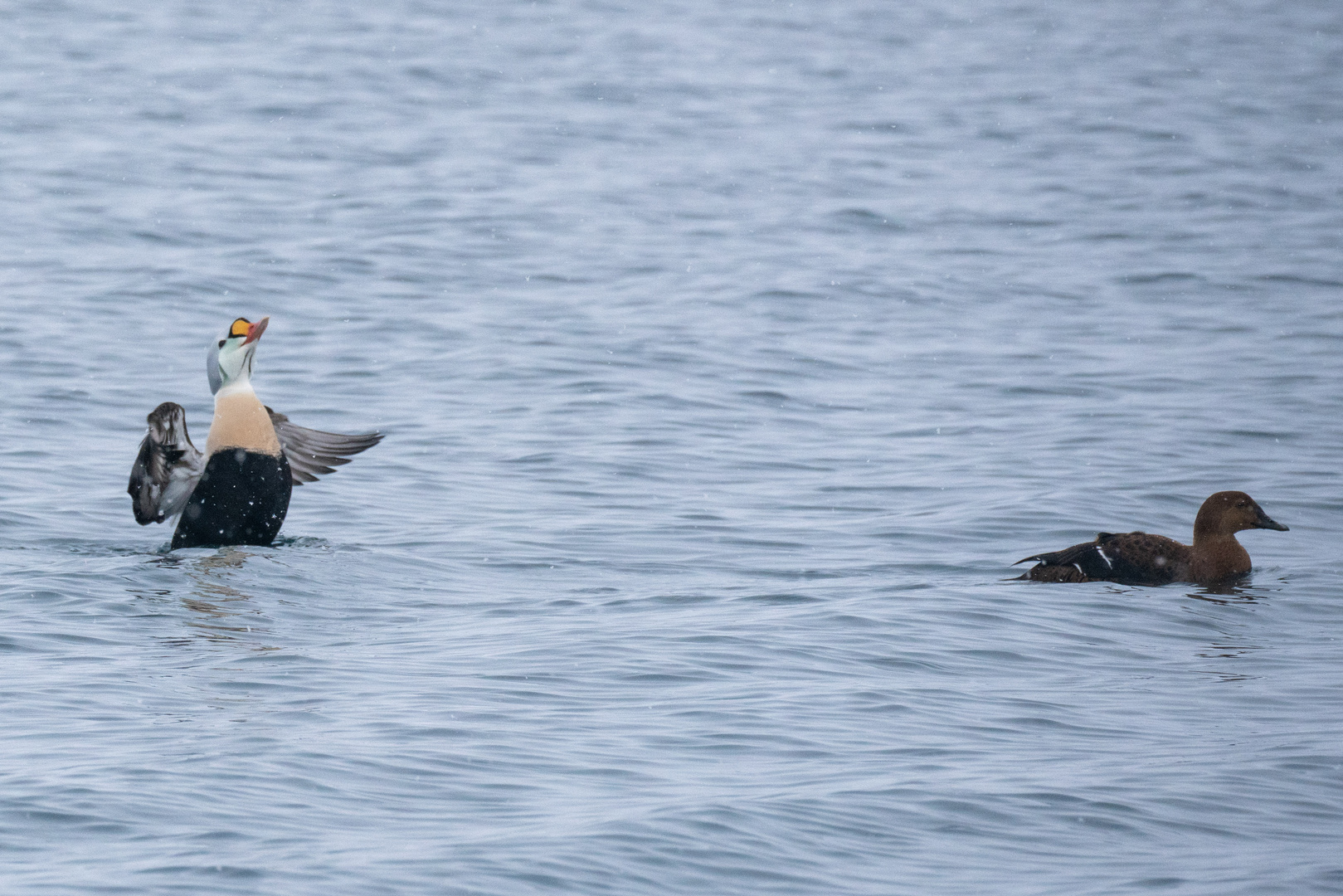 King Eider show-off