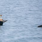 King Eider show-off