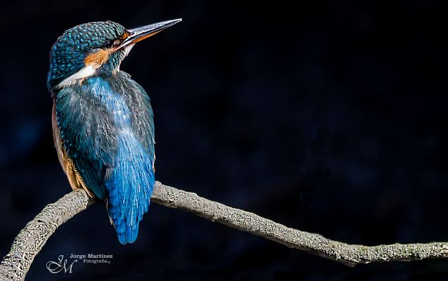 King Fisher