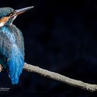 King Fisher