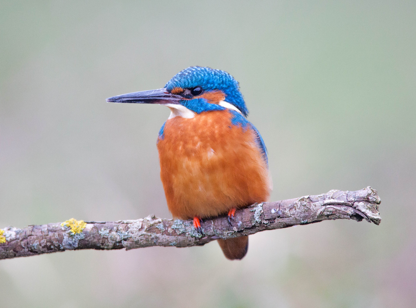 King Fisher