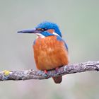 King Fisher