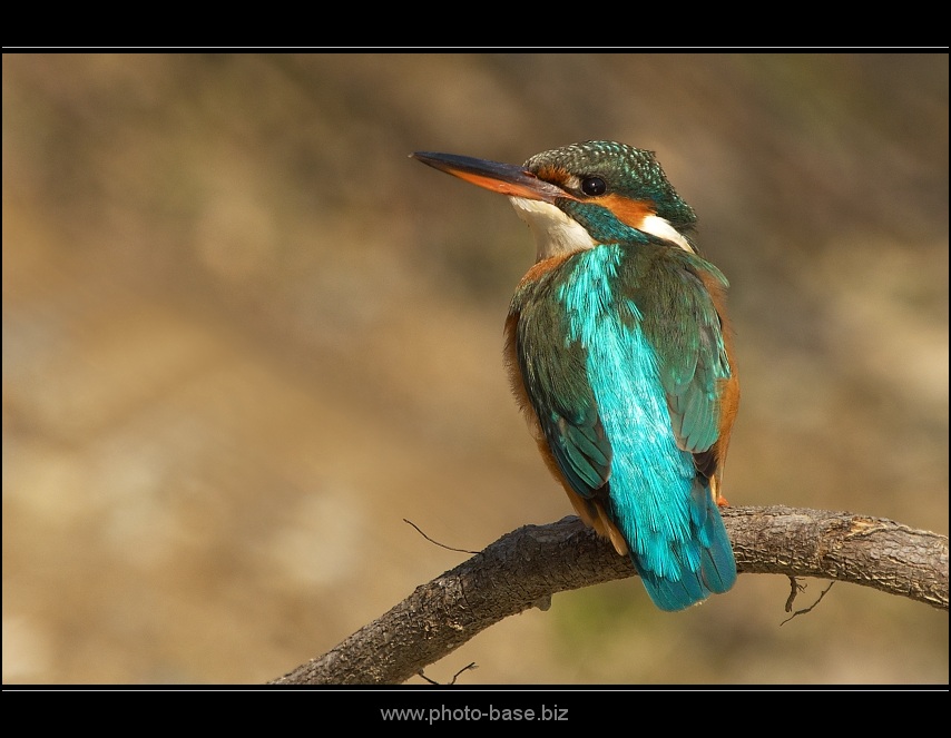 King Fisher