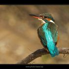 King Fisher