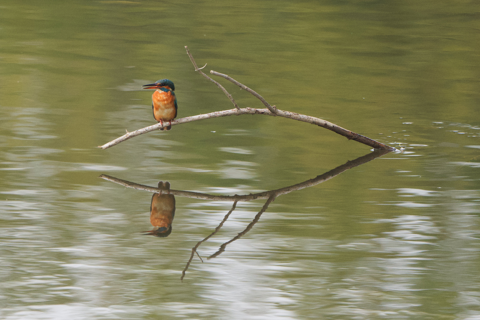 King fisher am Möhnesee