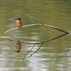 King fisher am Möhnesee