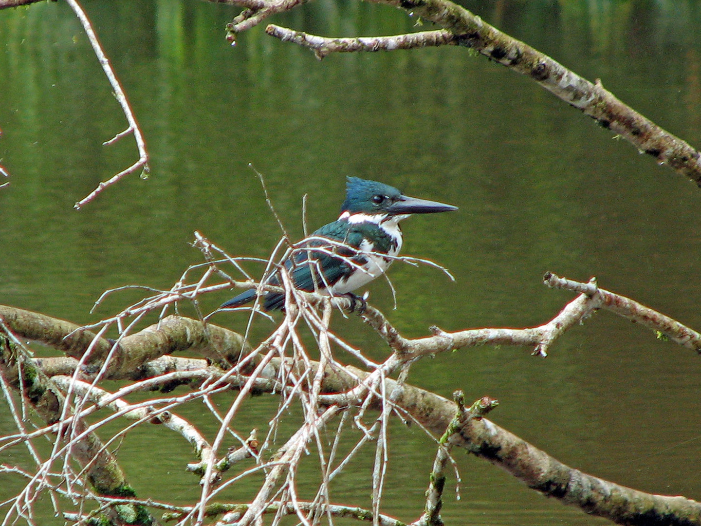 King Fisher