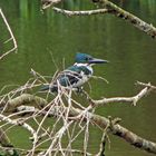 King Fisher