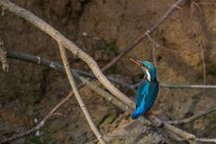 King Fisher