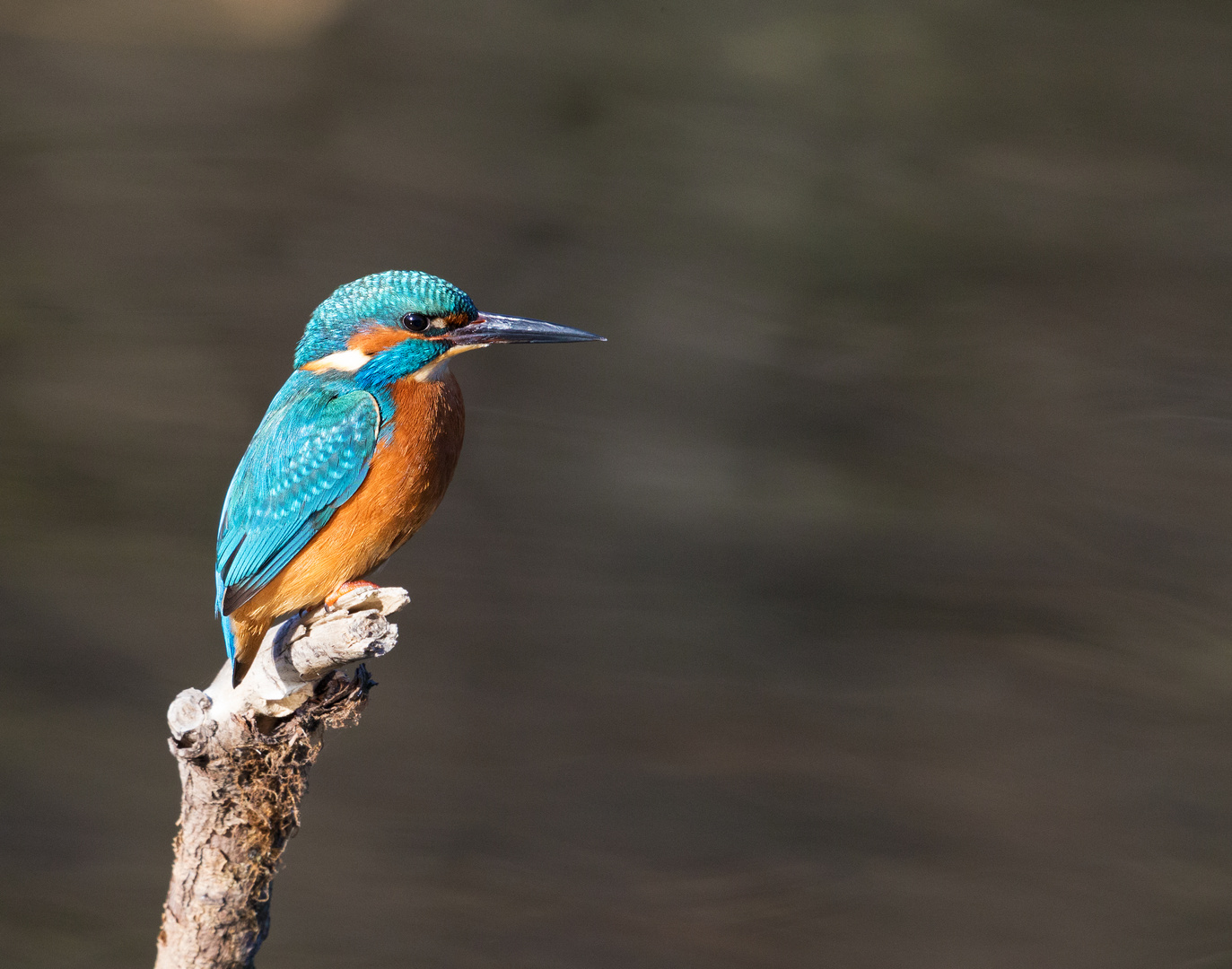 King Fisher