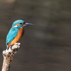 King Fisher