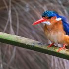 King Fisher