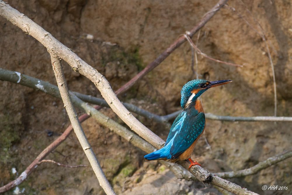 King Fisher