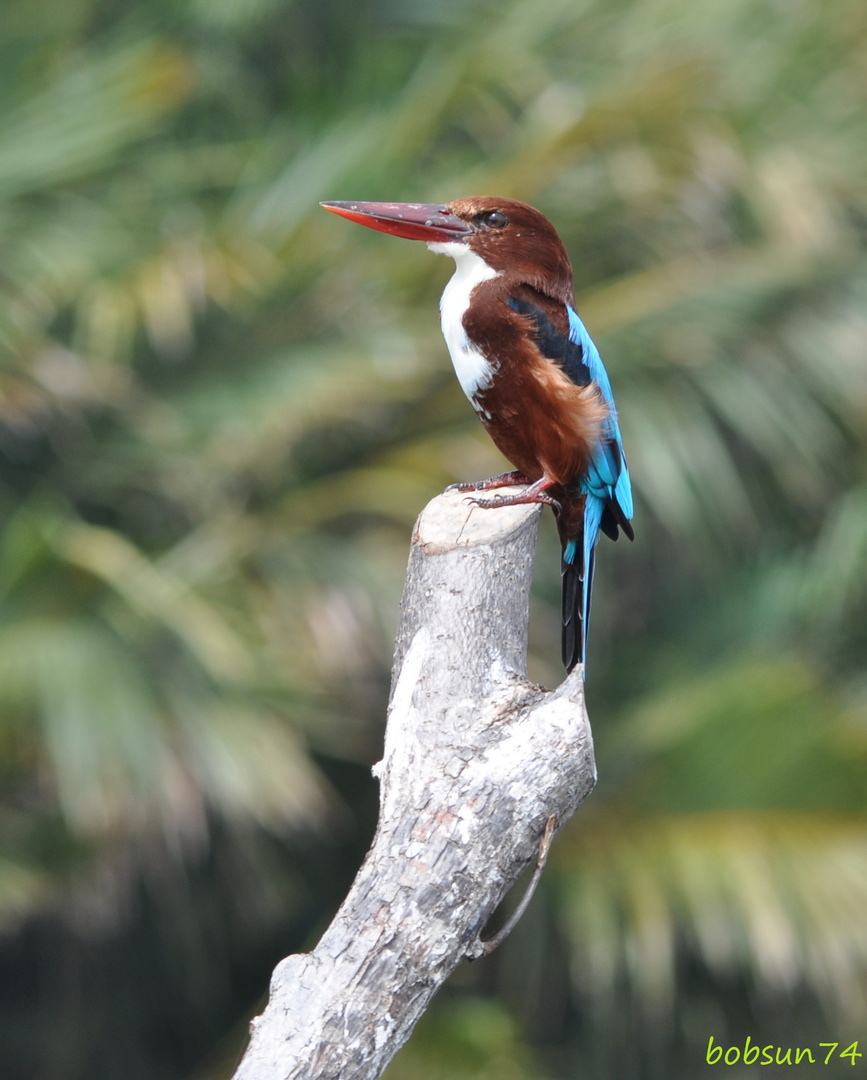 King fisher im Yala