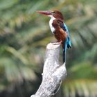 King fisher im Yala