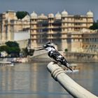 King Fisher in Indien