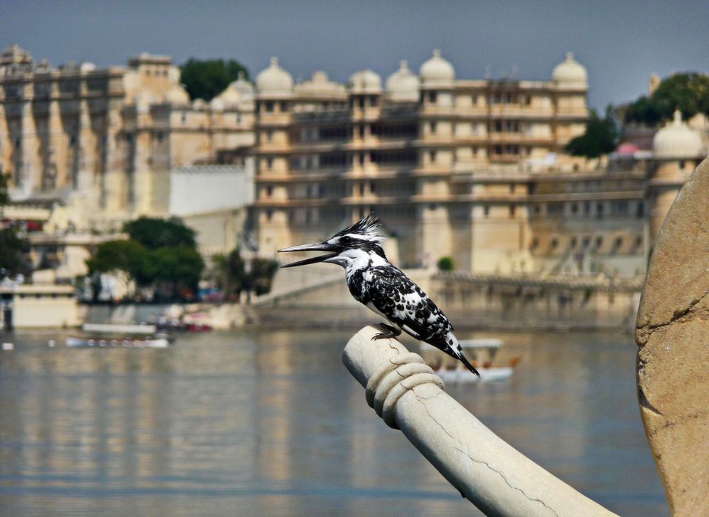 King Fisher in Indien
